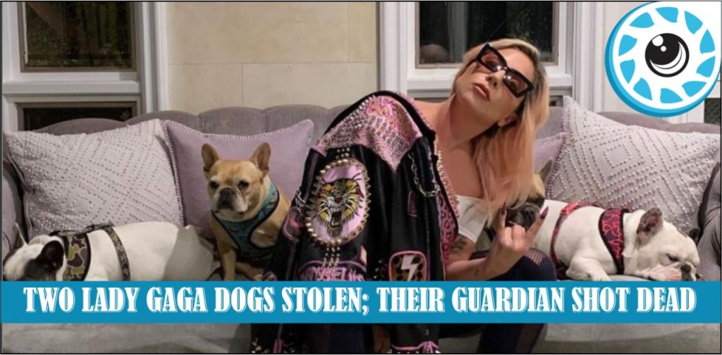Two Lady Gaga\’s Dogs were stolen; Their Guardian Shot Dead